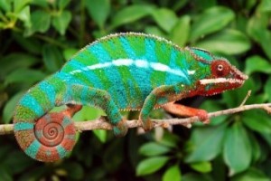chameleon
